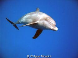 visite d'une famille de dauphin en fin de plongéé, magique! by Philippe Tonacini 